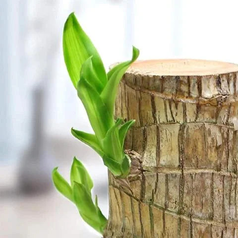 😌 Lucky Brazil Wood Potted Plant 🍀