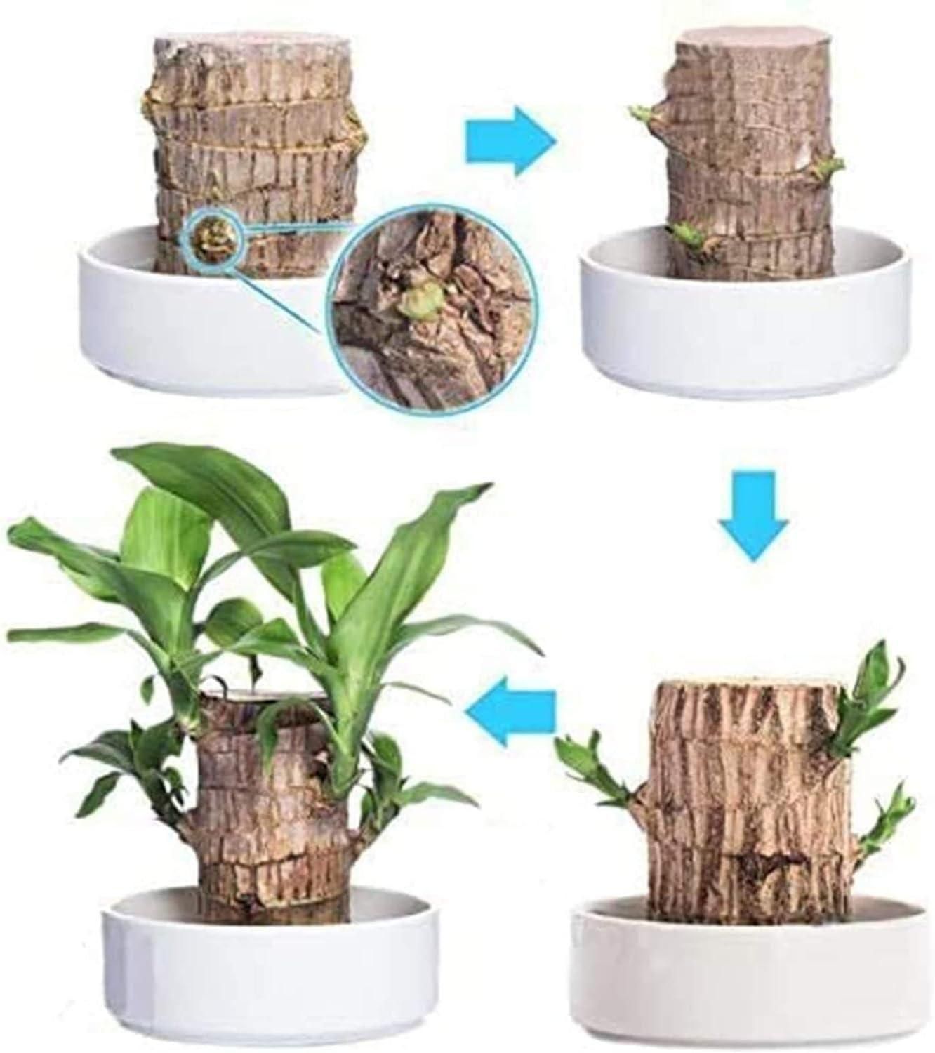 😌 Lucky Brazil Wood Potted Plant 🍀