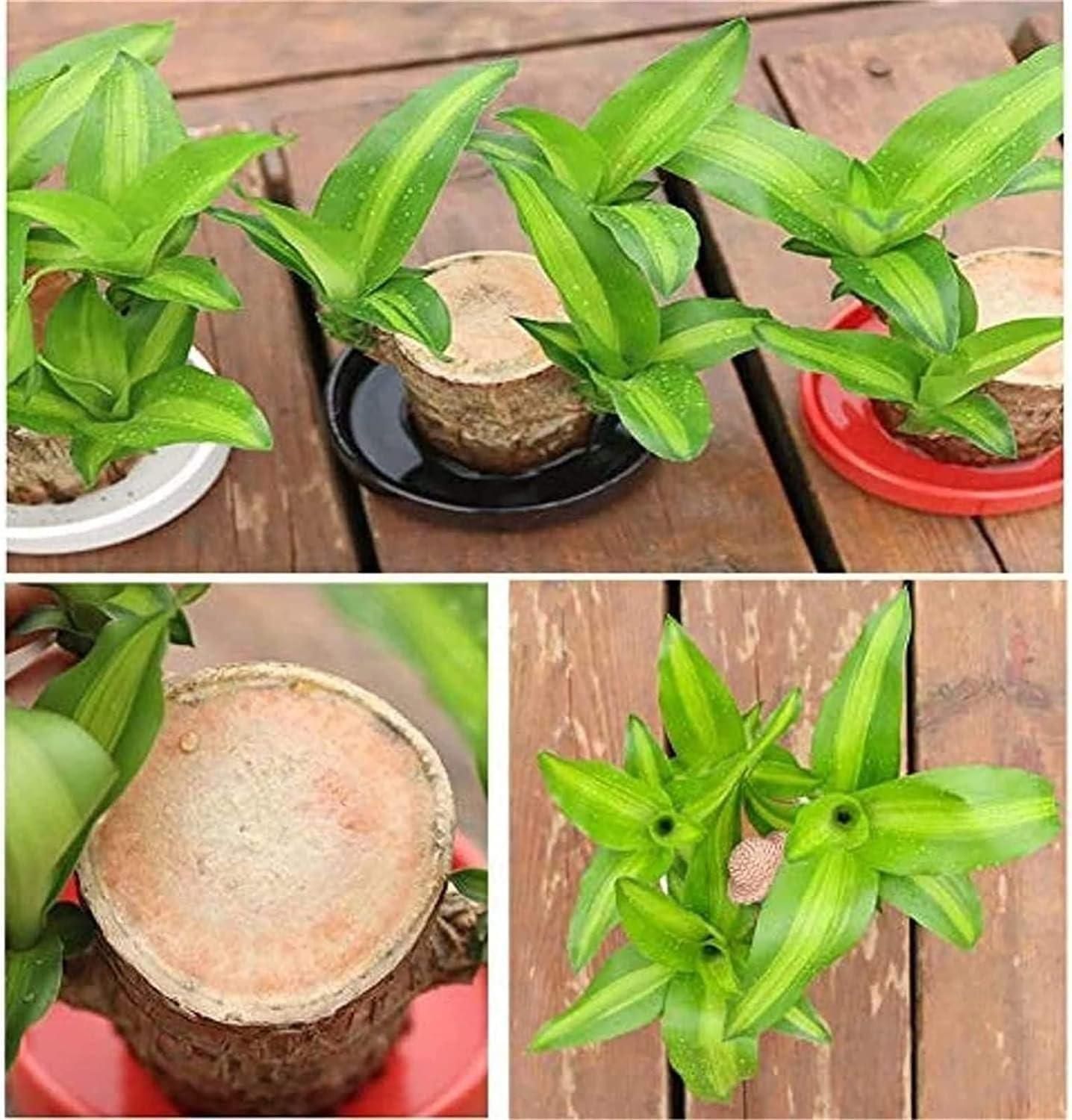 😌 Lucky Brazil Wood Potted Plant 🍀