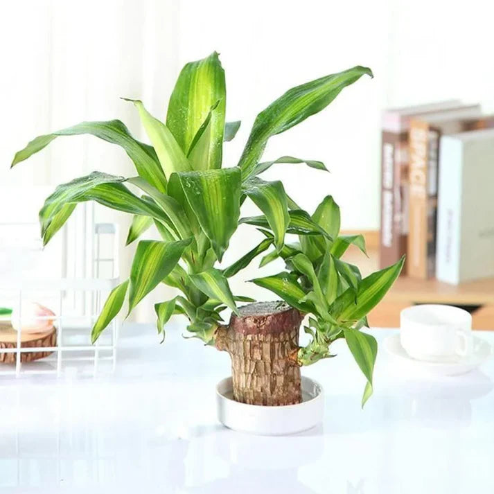 😌 Lucky Brazil Wood Potted Plant 🍀