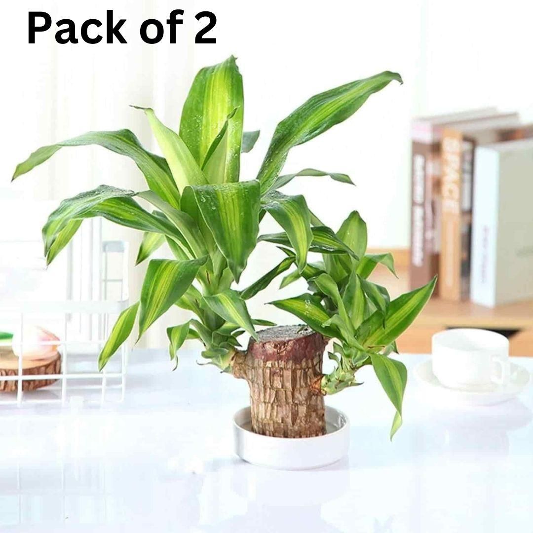 😌 Lucky Brazil Wood Potted Plant 🍀