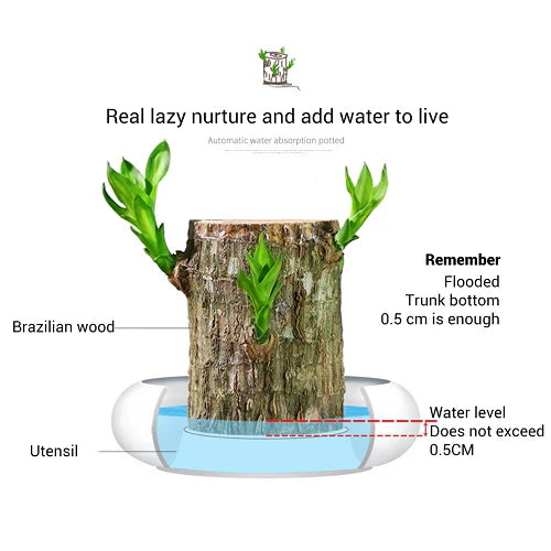 😌 Lucky Brazil Wood Potted Plant 🍀