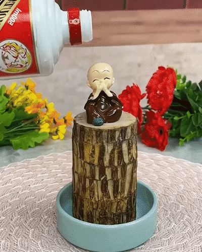 😌 Lucky Brazil Wood Potted Plant 🍀